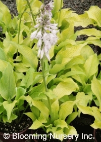 Hosta 'Sun Power'